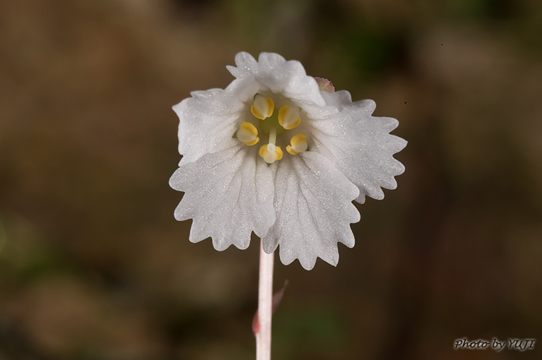 シマイワウチワ（シマイワカガミ、ランダイイワウメ） Shortia rotundifolia var. rotundifolia