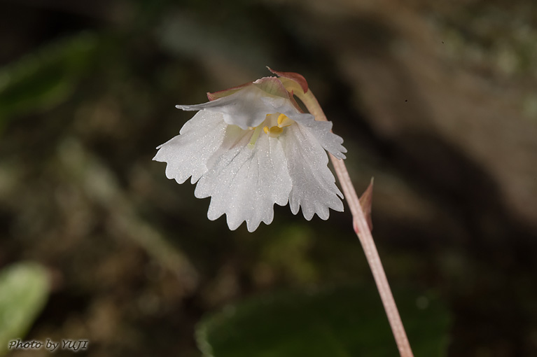 シマイワウチワ（シマイワカガミ、ランダイイワウメ） Shortia rotundifolia var. rotundifolia