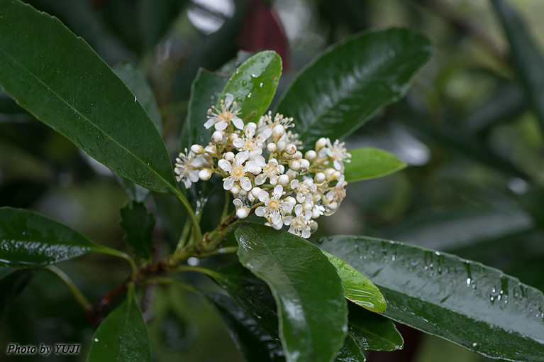 シマカナメモチ Photinia wrightiana