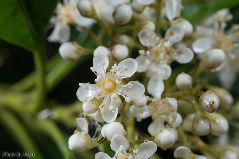 シマカナメモチ Photinia wrightiana