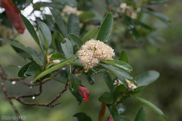 シマカナメモチ Photinia wrightiana