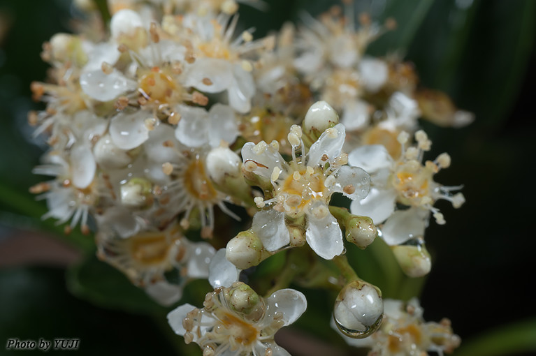 シマカナメモチ Photinia wrightiana