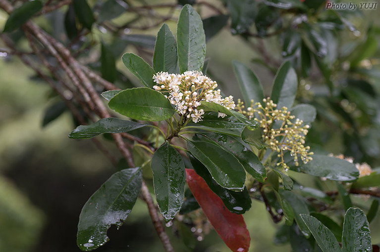 シマカナメモチ Photinia wrightiana