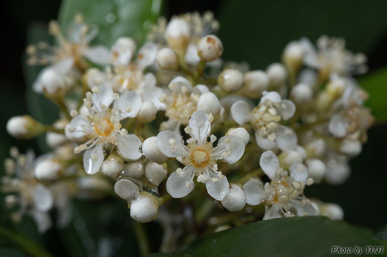 シマカナメモチ Photinia wrightiana