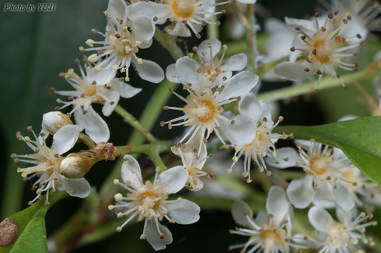 シマカナメモチ Photinia wrightiana