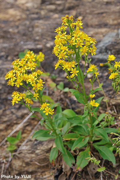 シマコガネギク Solidago virgaurea subsp. asiatica