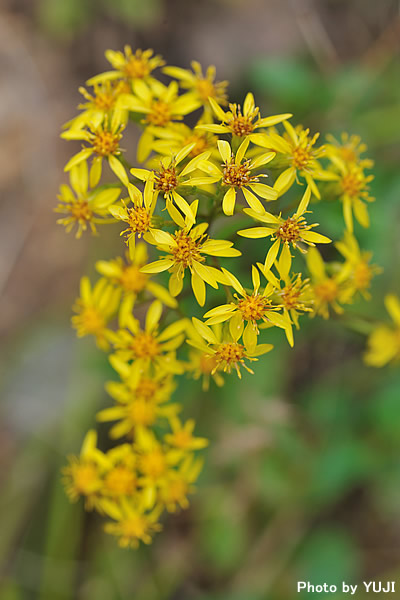 シマコガネギク Solidago virgaurea subsp. asiatica