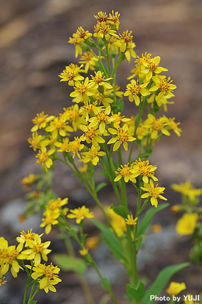 シマコガネギク Solidago virgaurea subsp. asiatica