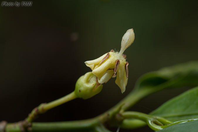 シマミサオノキ Randia canthioides
