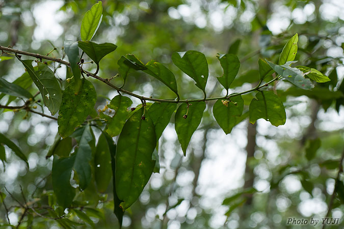 シマミサオノキ Randia canthioides