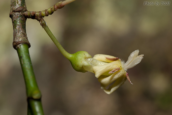 シマミサオノキ Randia canthioides