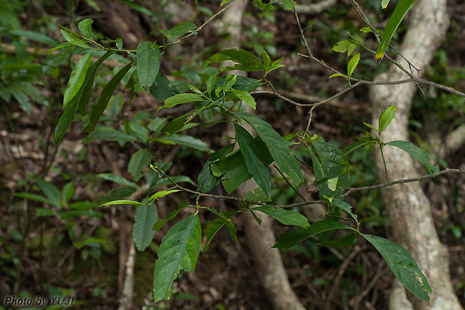 シマミサオノキ Randia canthioides