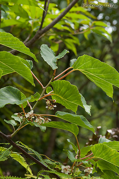 シマサルナシ Actinidia rufa