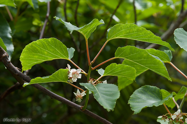 シマサルナシ Actinidia rufa