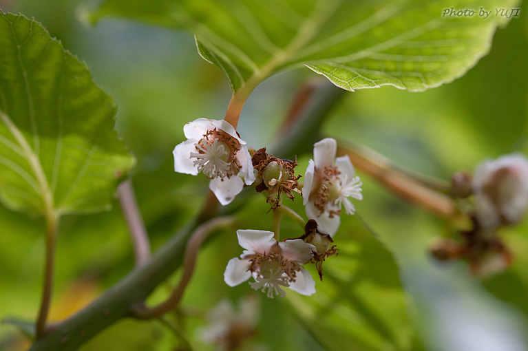 シマサルナシ Actinidia rufa