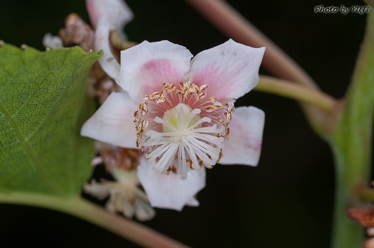 シマサルナシ Actinidia rufa