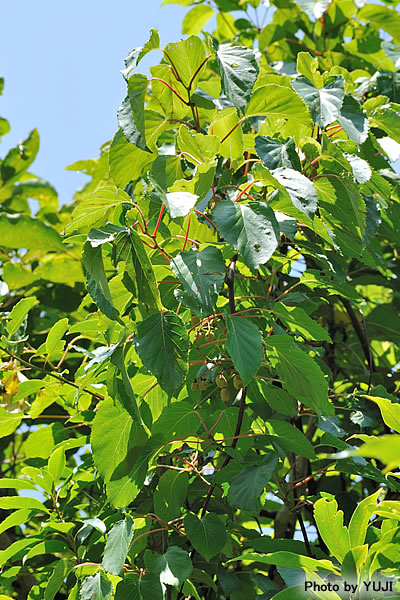 シマサルナシ Actinidia rufa