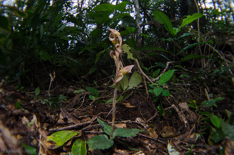 シマシュスラン Goodyera sonoharae