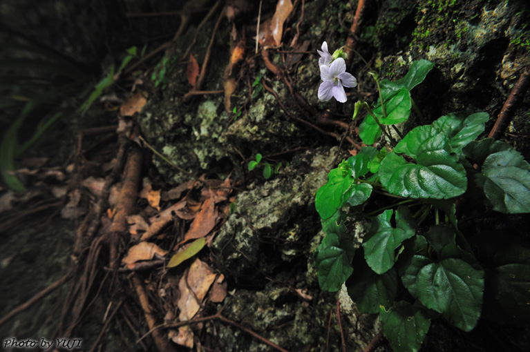 シマジリスミレ Viola okinawensis