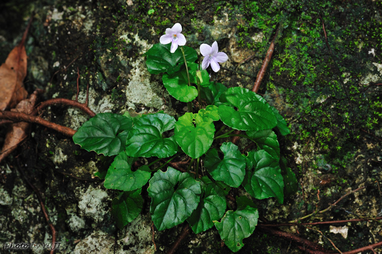 シマジリスミレ Viola okinawensis