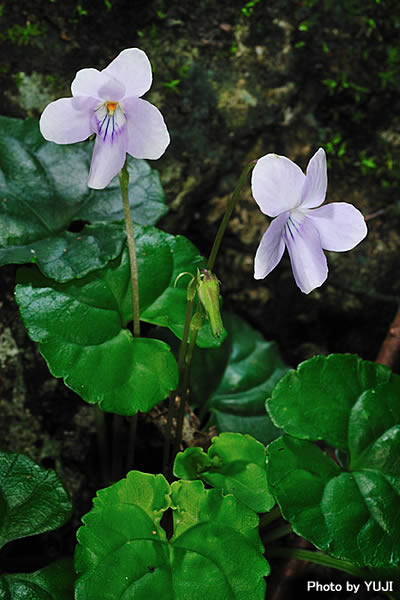 シマジリスミレ Viola okinawensis
