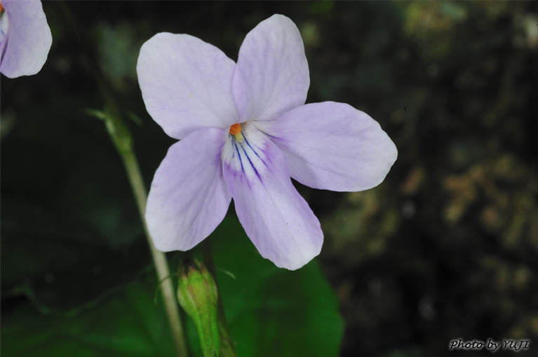 シマジリスミレ Viola okinawensis