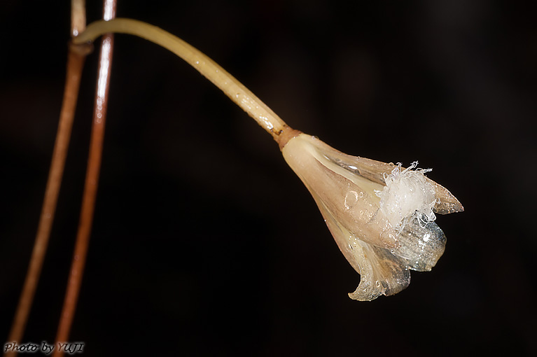 シラヒゲムヨウラン Lecanorchis vietnamica Lecanorchis flavicans var. acutiloba