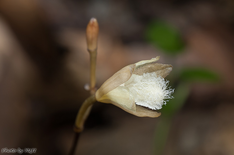 シラヒゲムヨウラン Lecanorchis vietnamica Lecanorchis flavicans var. acutiloba