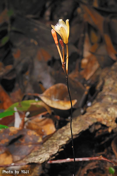 シラヒゲムヨウラン Lecanorchis vietnamica Lecanorchis flavicans var. acutiloba