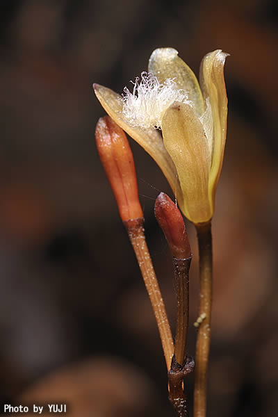 シラヒゲムヨウラン Lecanorchis vietnamica Lecanorchis flavicans var. acutiloba