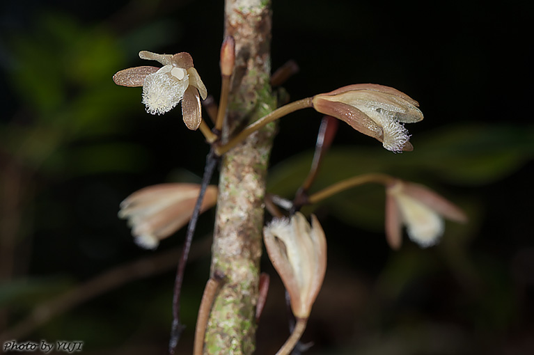 シラヒゲムヨウラン Lecanorchis vietnamica Lecanorchis flavicans var. acutiloba