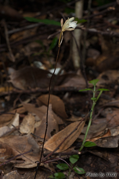 シラヒゲムヨウラン Lecanorchis vietnamica Lecanorchis flavicans var. acutiloba