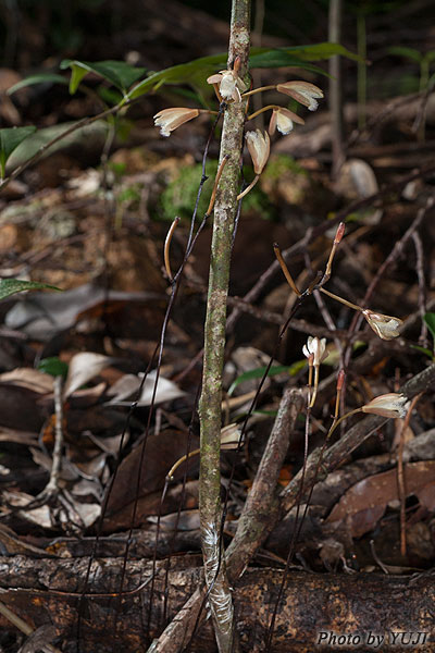 シラヒゲムヨウラン Lecanorchis vietnamica Lecanorchis flavicans var. acutiloba