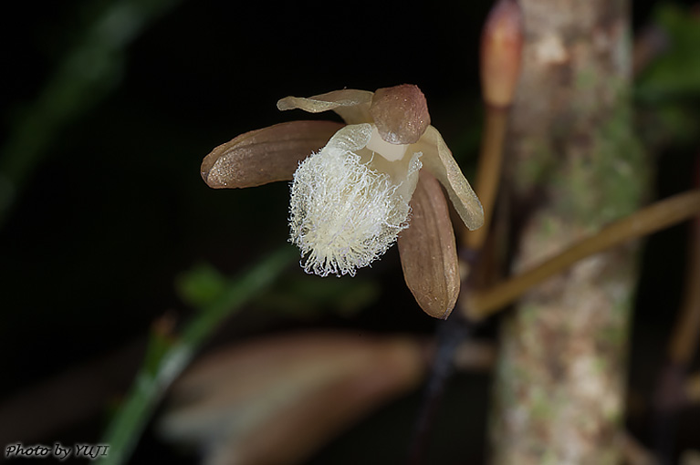 シラヒゲムヨウラン Lecanorchis vietnamica Lecanorchis flavicans var. acutiloba