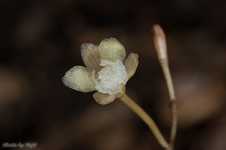 シラヒゲムヨウラン Lecanorchis vietnamica Lecanorchis flavicans var. acutiloba