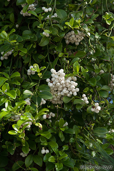 シラタマカズラ Psychotria serpens