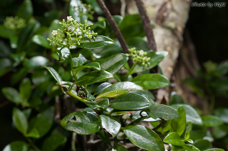 シラタマカズラ Psychotria serpens