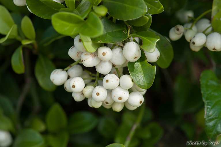 シラタマカズラ Psychotria serpens