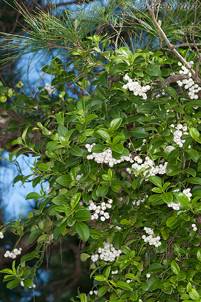 シラタマカズラ Psychotria serpens