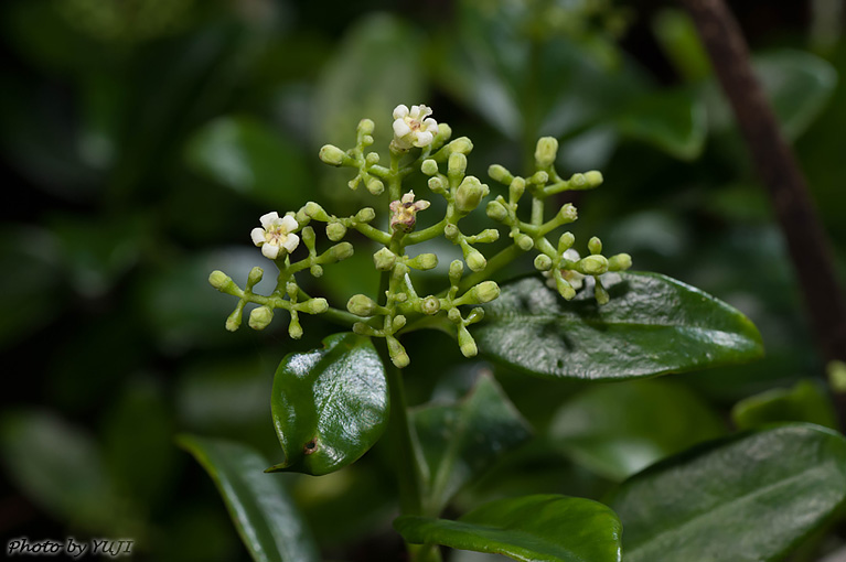 シラタマカズラ Psychotria serpens