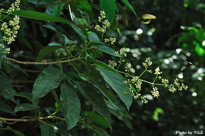 ショウベンノキ Turpinia ternata