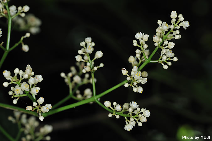 ショウベンノキ Turpinia ternata