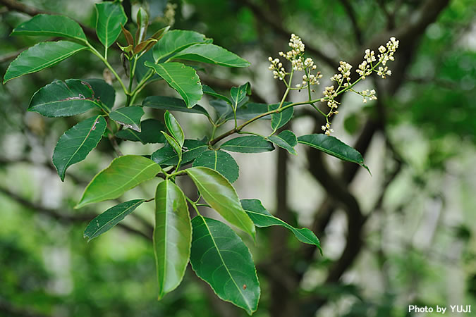 ショウベンノキ Turpinia ternata