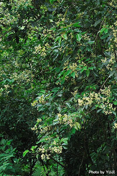 ショウベンノキ Turpinia ternata