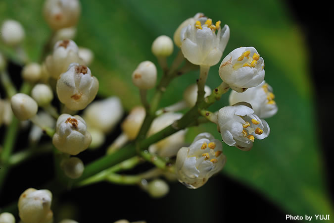 ショウベンノキ Turpinia ternata