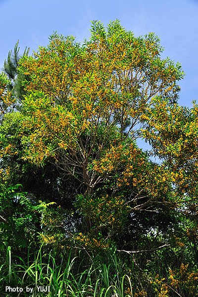 ソウジジュ Acacia confusa