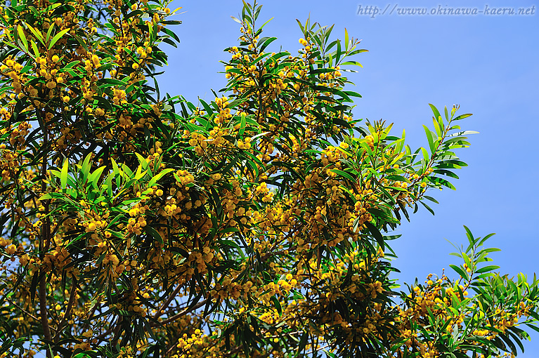 ソウジジュ Acacia confusa