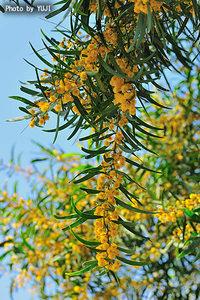 ソウジジュ Acacia confusa