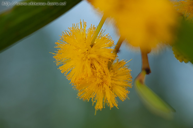 ソウジジュ Acacia confusa