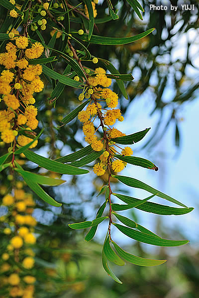 ソウジジュ Acacia confusa